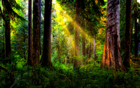 Forest Sunrays