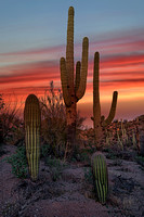 Desert Sunrise