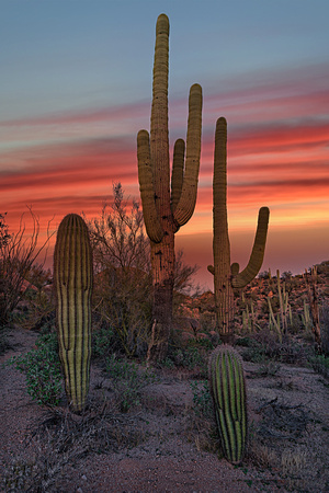 Desert Sunrise