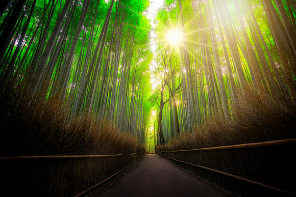 Bamboo Forest Sunstar