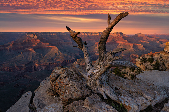 Old Tree Grand Canyon