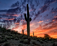 South Mountain Saguaro