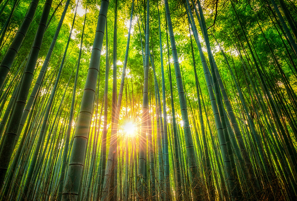 Forest Sunrise