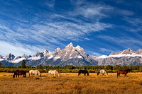 Teton Horses