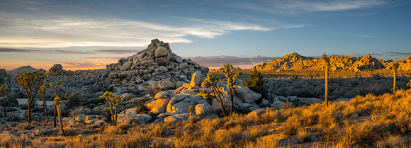 Joshua Tree Sunset